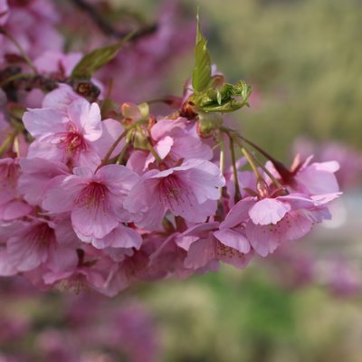 河津町観光協会 河津桜観光交流館・売店