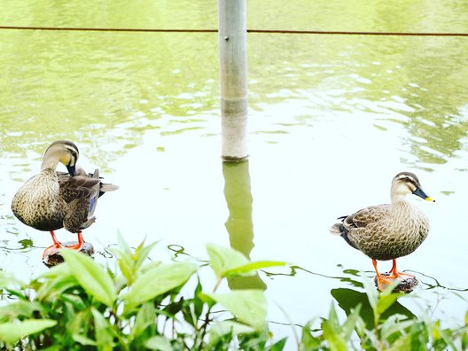 善福寺公園