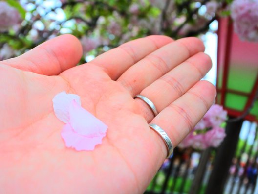 造幣局 桜の通り抜け