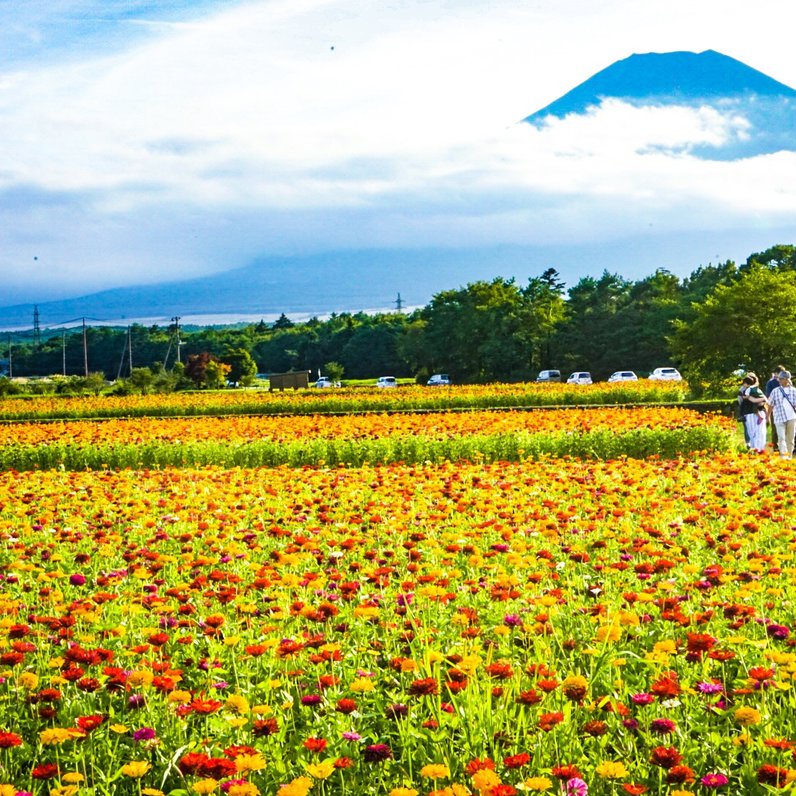 山中湖花の都公園