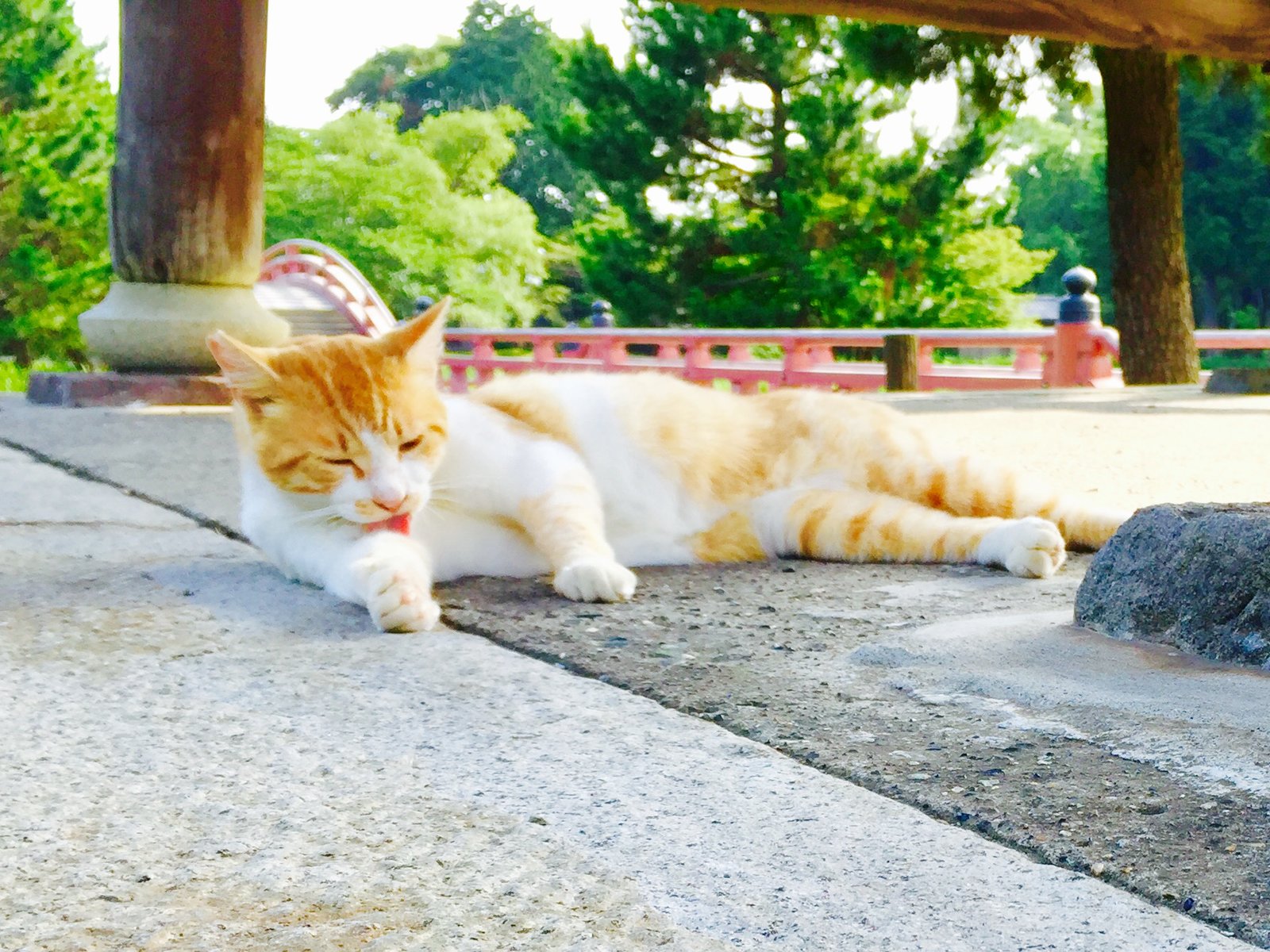 かわいい猫もいる横浜の金沢文庫 称名寺 市民の森から金沢文庫を歩き おみこしを楽しむ Playlife プレイライフ