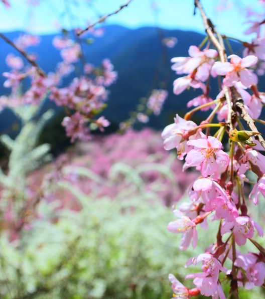 高見の郷 天空茶屋