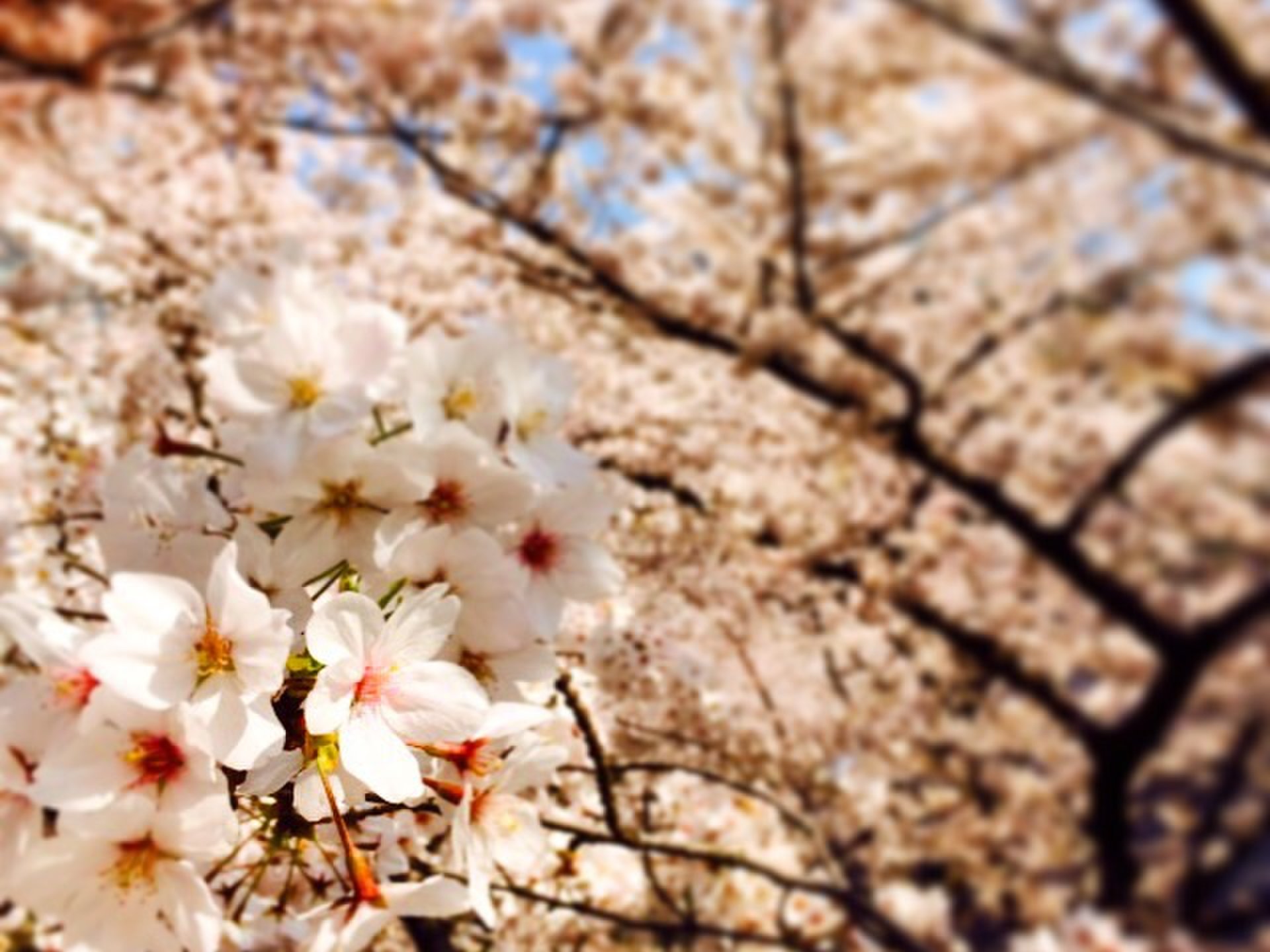 桜満開！六本木のアーク森ビル周辺でお花見しましょう♡