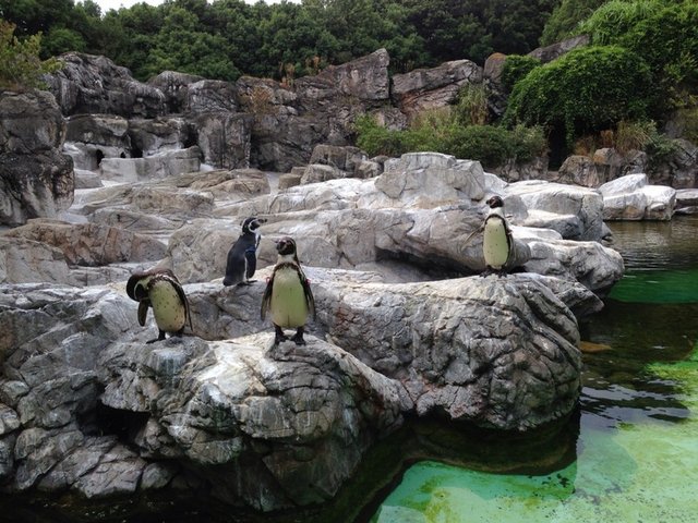 関東の動物園決定版 これで絶対にハズさないおすすめ動物園5選 Playlife プレイライフ