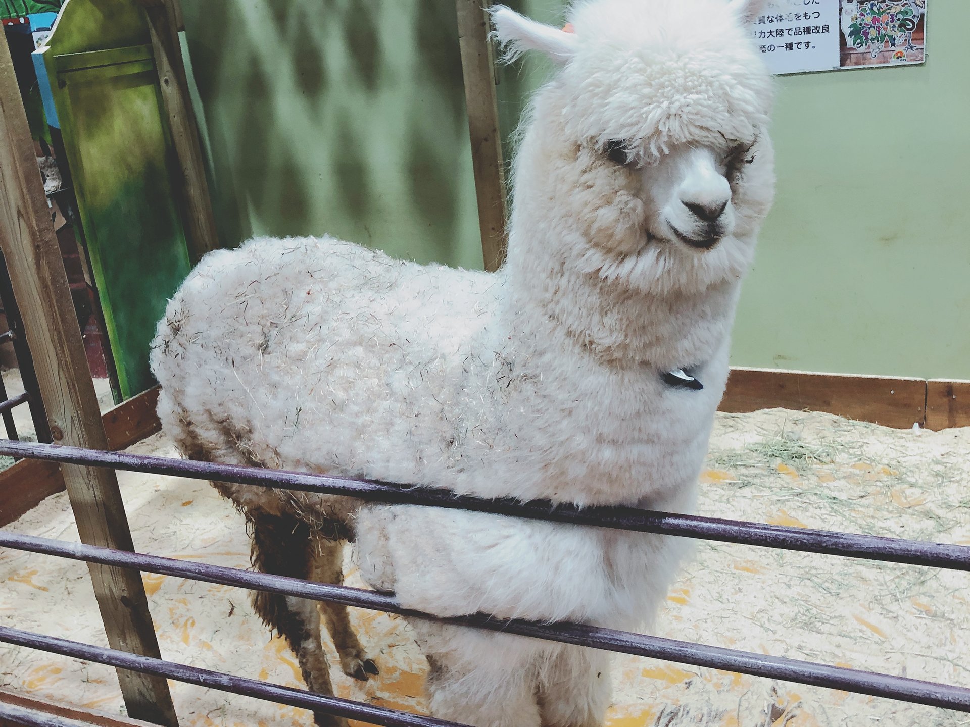 【閉園】めっちゃさわれる動物園