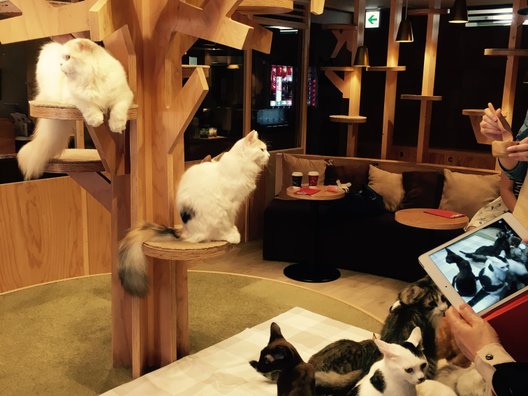 猫カフェMoCHA 渋谷店