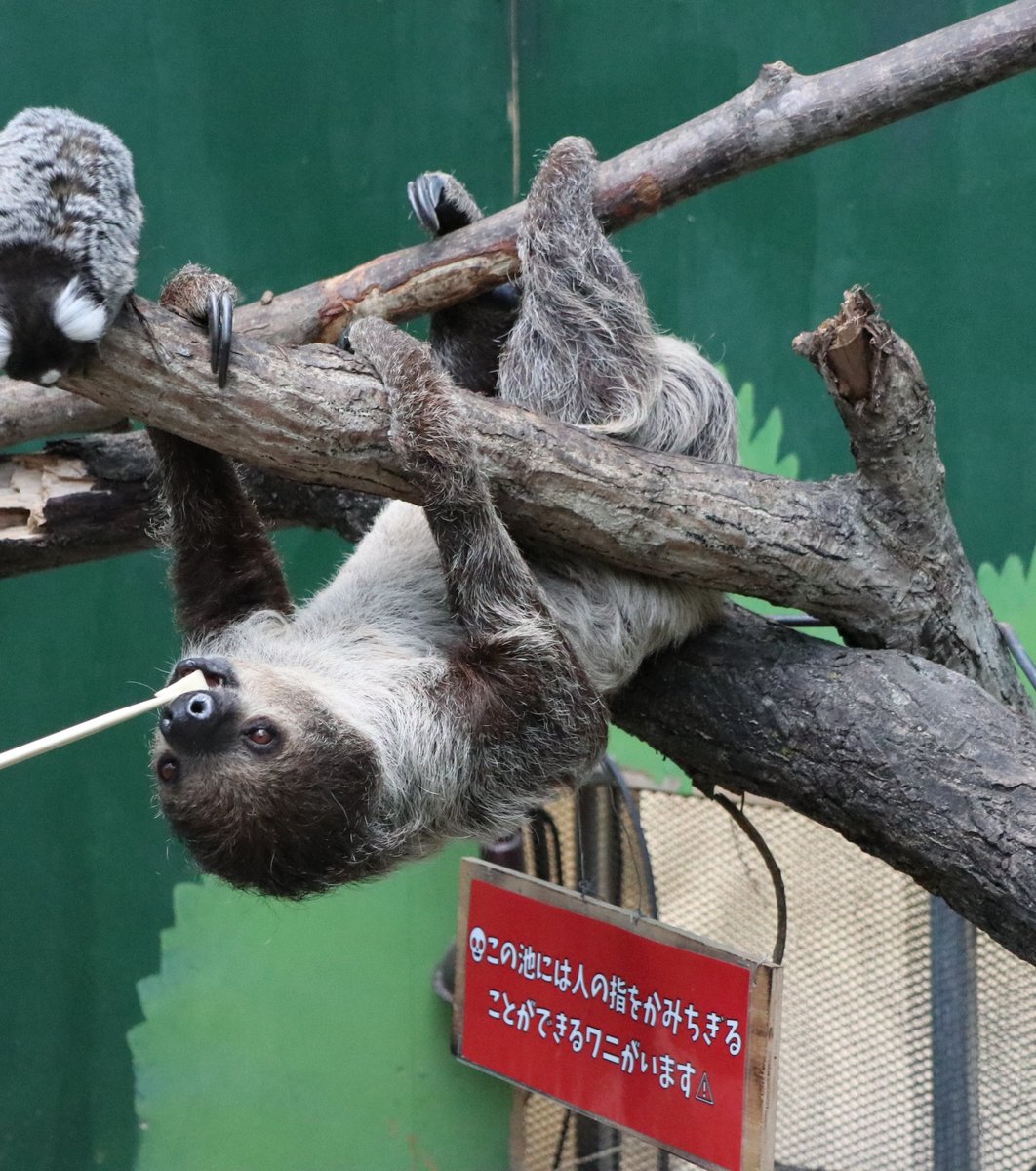 すべて自己責任 ライオンに餌やり ワニだっこ 超絶危険な動物園 ノースサファリサッポロ に潜入 Playlife プレイライフ