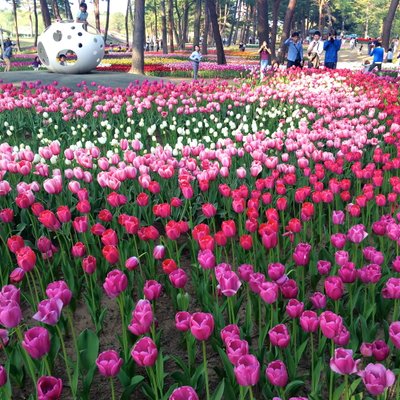 国営ひたち海浜公園