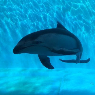 下田海中水族館