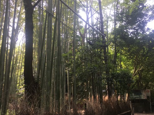 嵯峨野 竹林の道