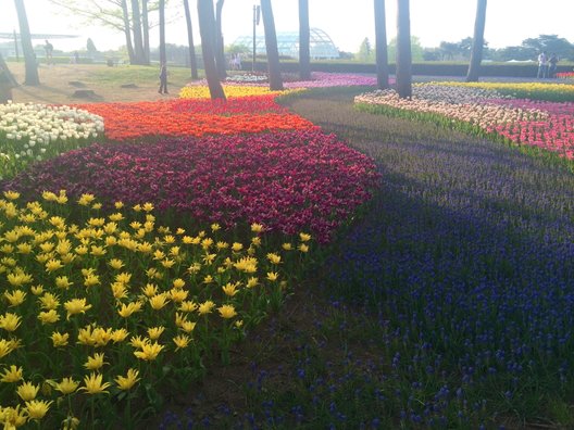 国営ひたち海浜公園