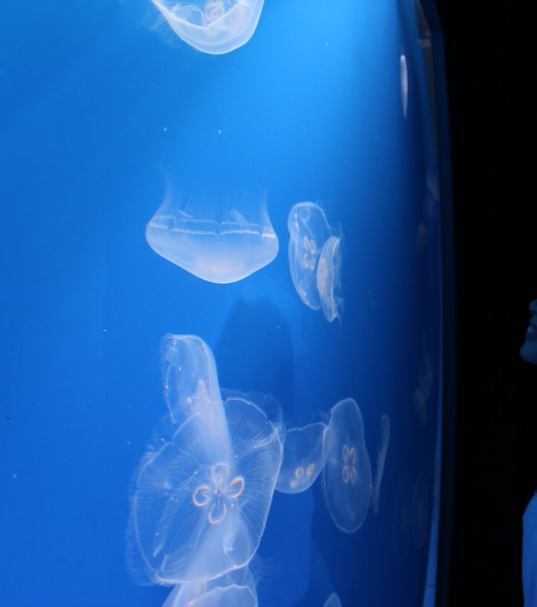 すみだ水族館