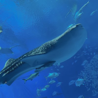 沖縄美ら海水族館