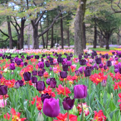 国営昭和記念公園