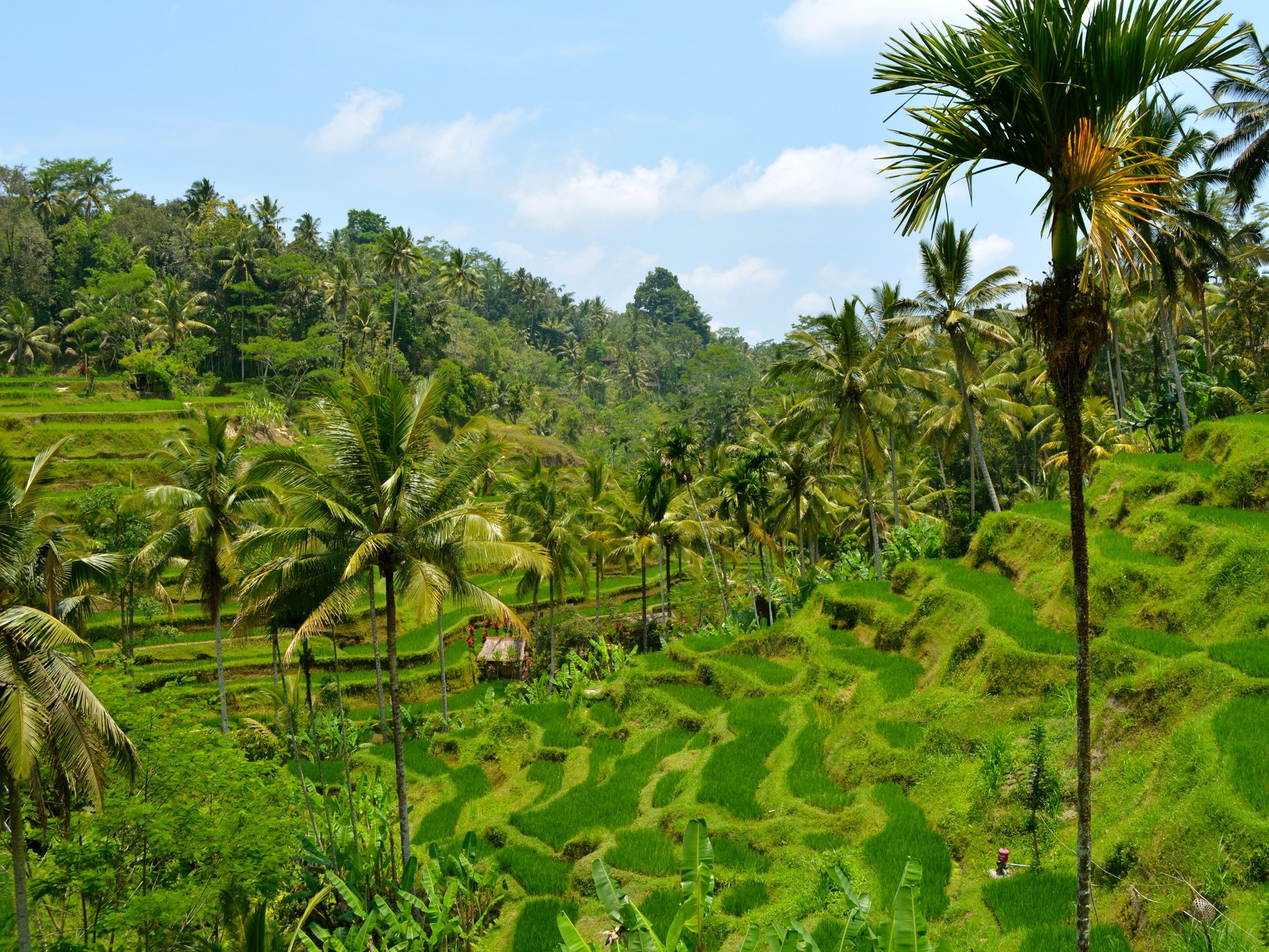 【インドネシア・バリ島】ウブドを散策！寺院や緑の棚田を眺めるランチ、イチオシ買い物スポット♪