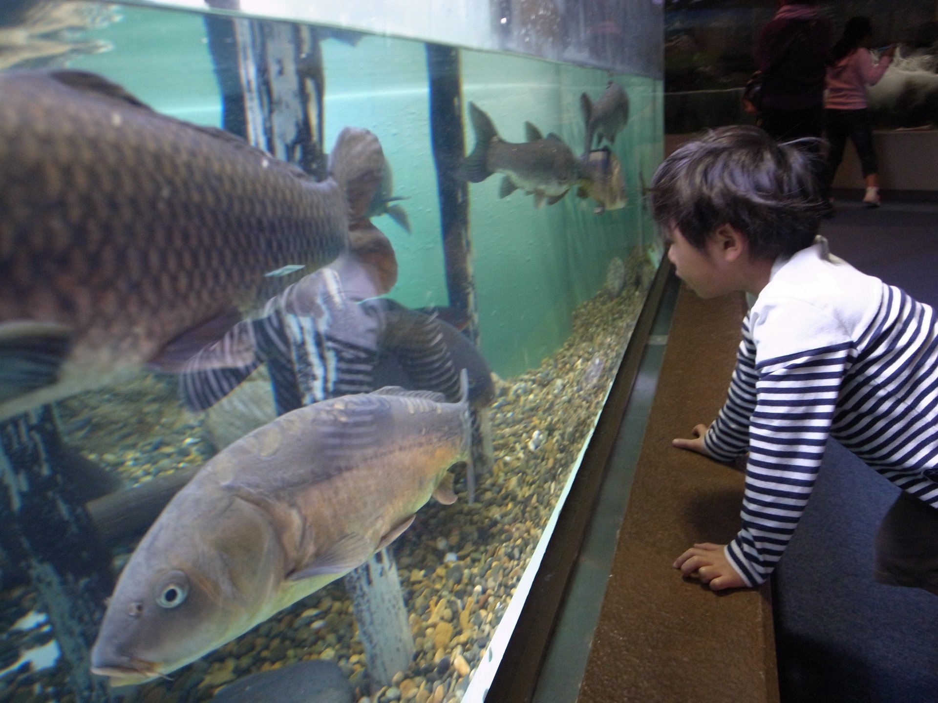 【子連れ・デート！】しながわ水族館で遊んで、駅近NYスタイルのイタリアンでランチ。雨の日もOK。