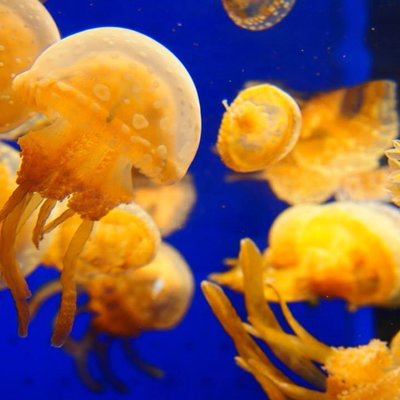 いおワールド かごしま水族館