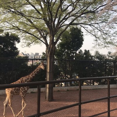 野毛山動物園