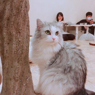 Cat Cafe てまりのおしろ