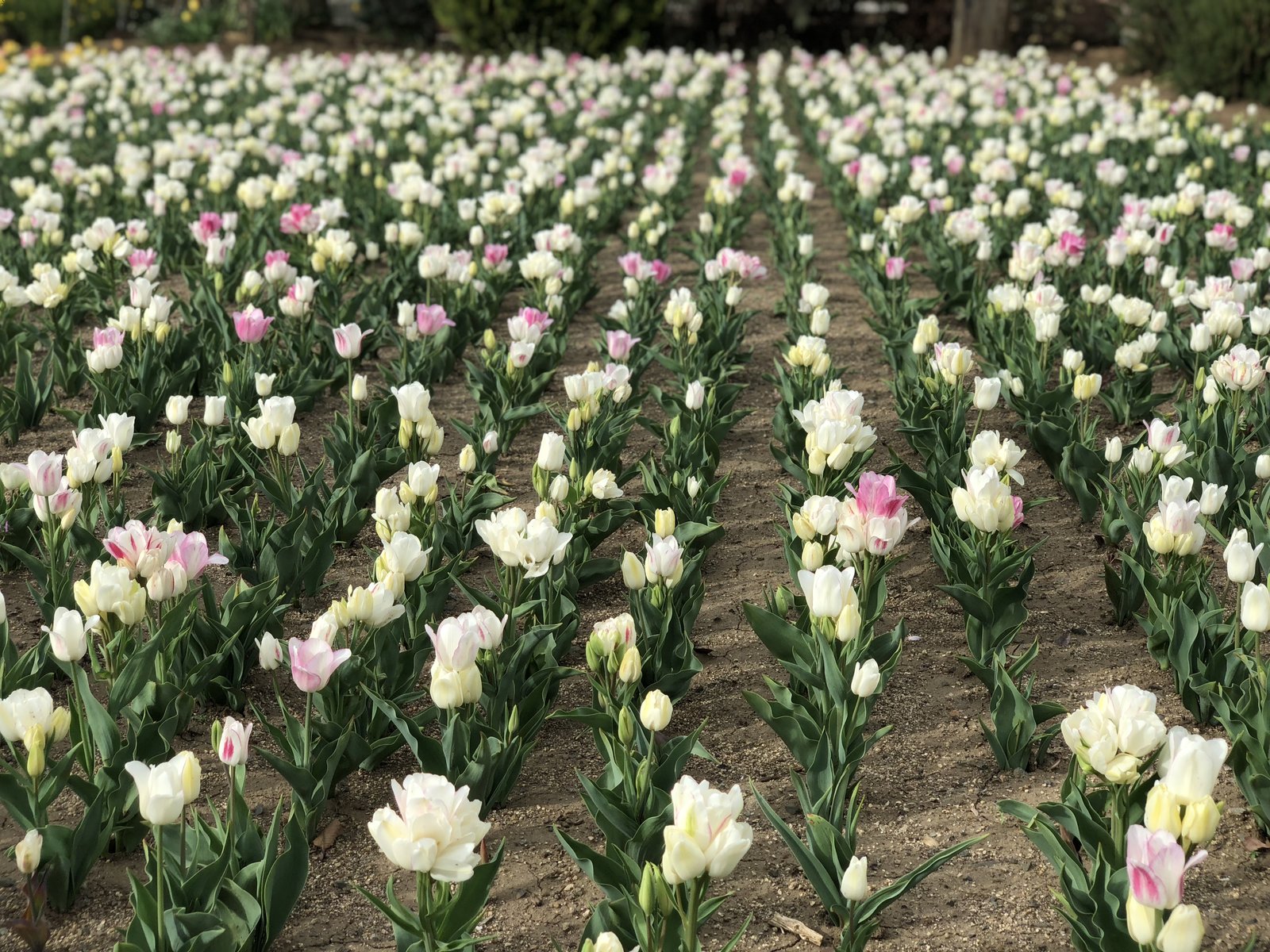 ハーブ庭園 旅日記 勝沼庭園