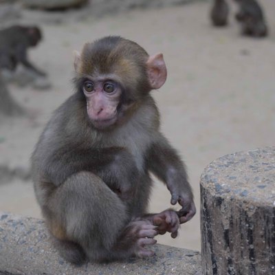 高崎山自然動物園