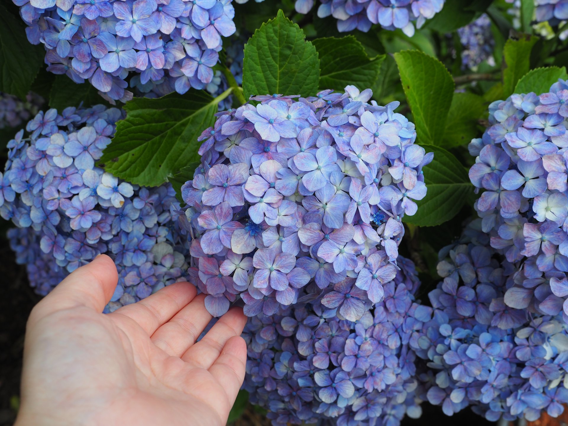 まだ間に合う！1万株の紫陽花がお出迎え♡茨城県潮来市「二本松寺」