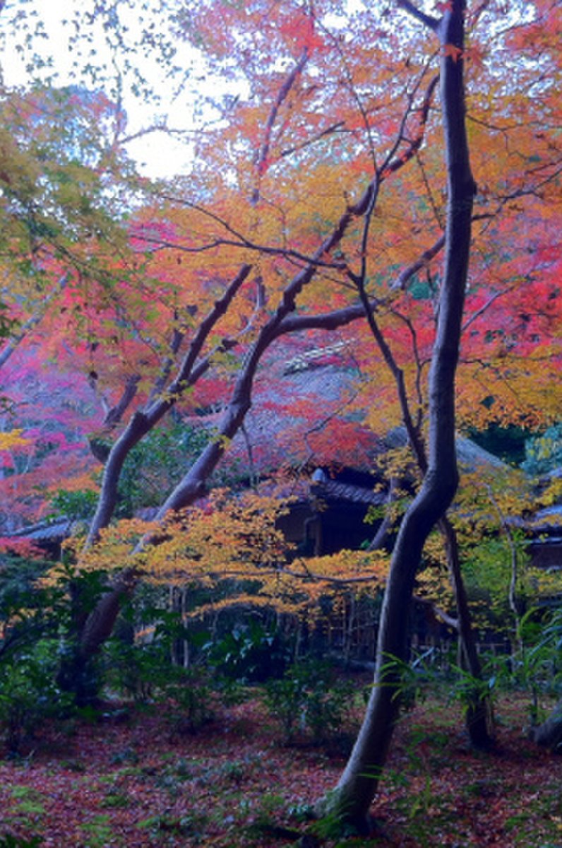 祇王寺