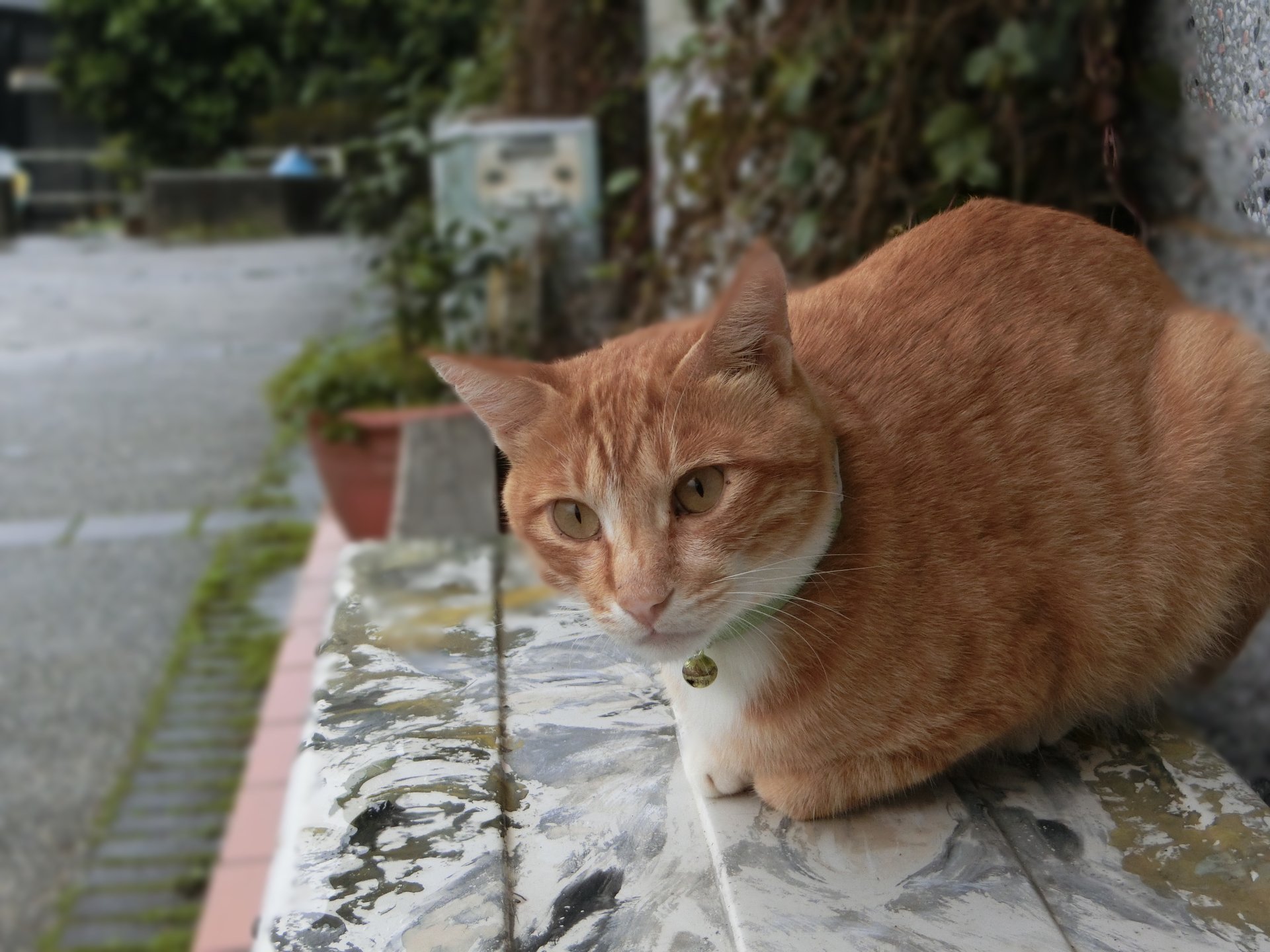 台湾の猫村「猴硐」で、猫まみれになってきた　台北からの日帰りもOK！
