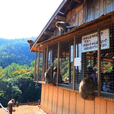 嵐山モンキーパークいわたやま