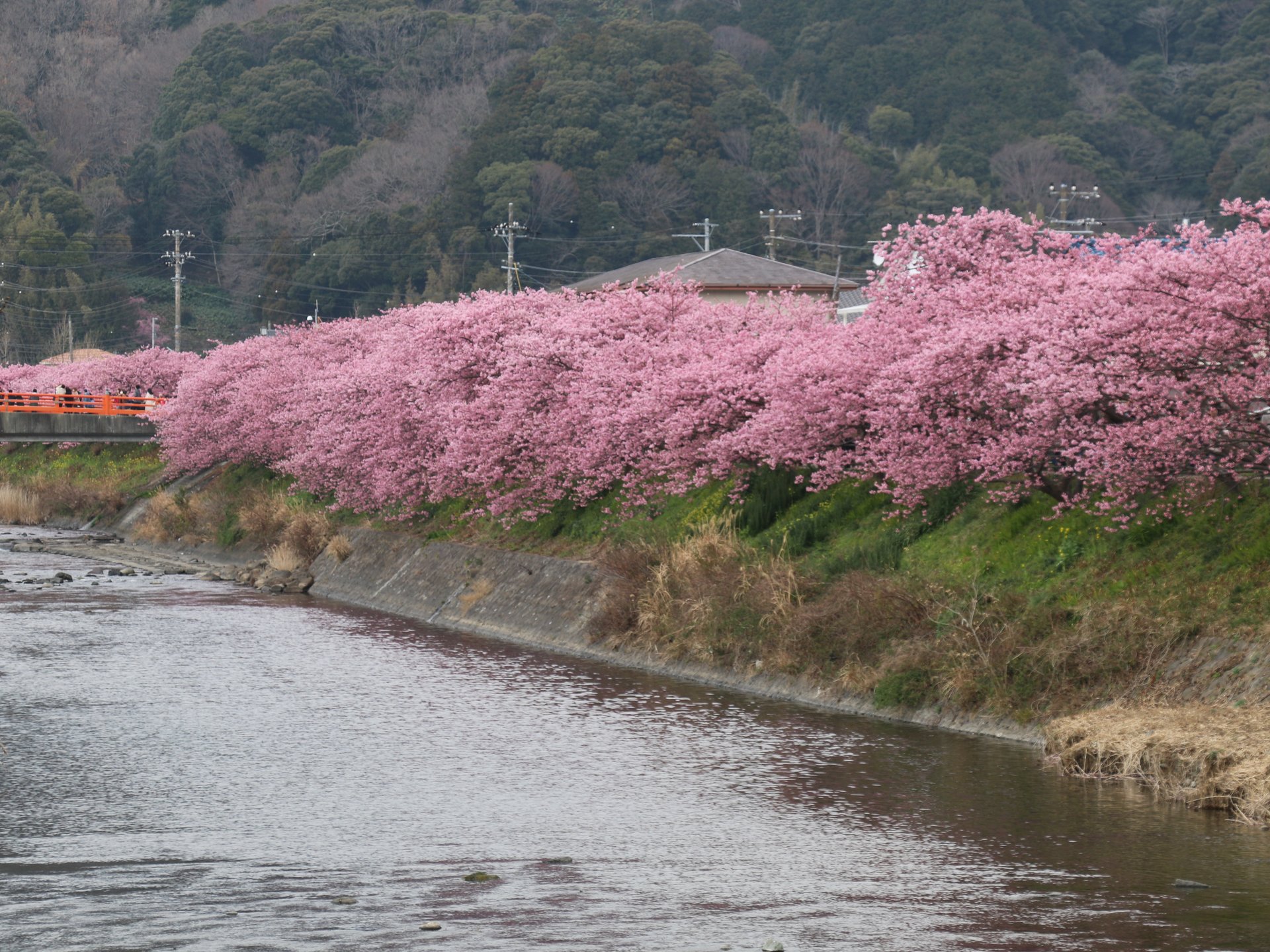 春を先取り！都内近郊で2月に見に行きたいお花♡梅・桜・チューリップ⁉