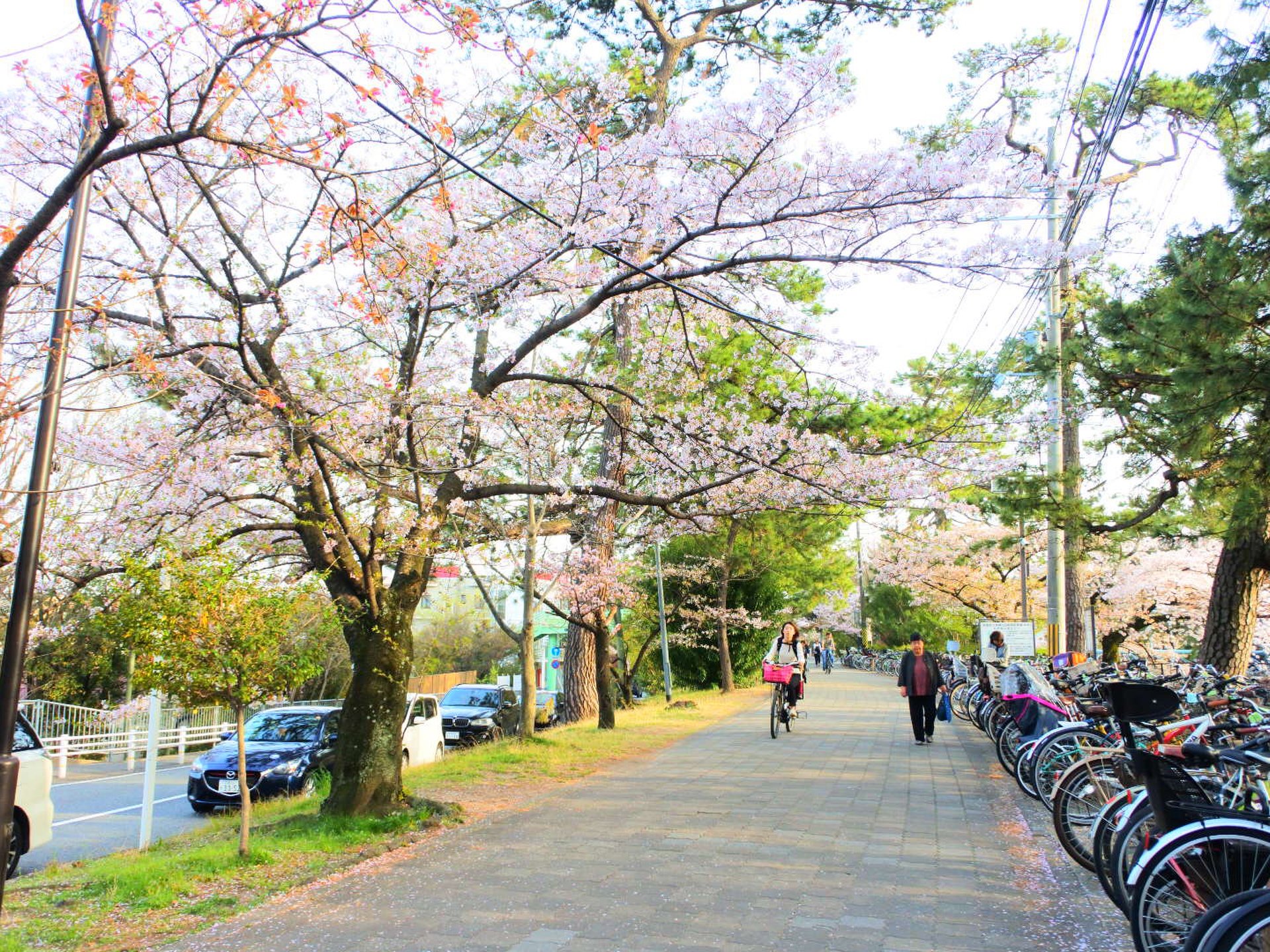 夙川河川敷緑地(夙川公園)