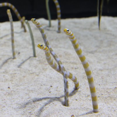 すみだ水族館