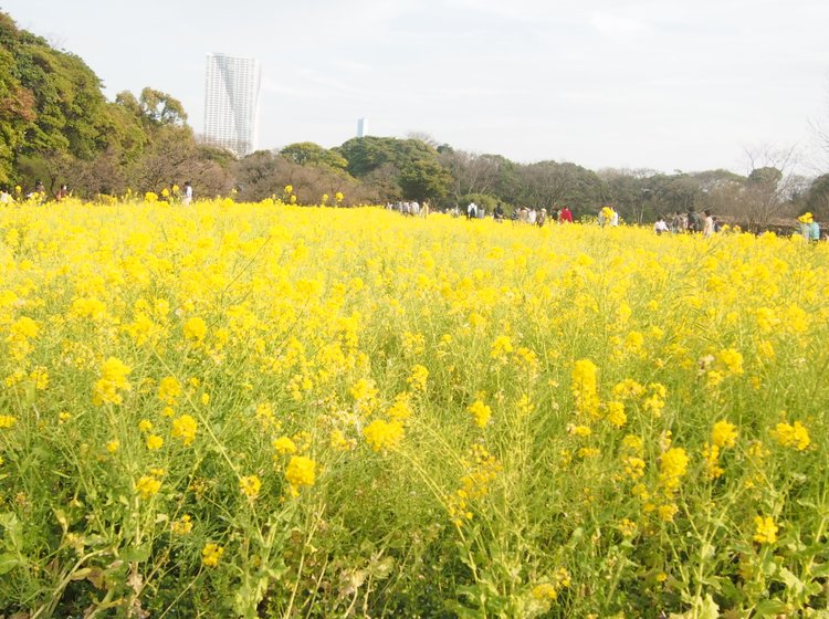 絶景 お花見スポット 浜離宮とコンラッド東京でお花見 女子会 デート向け Playlife プレイライフ