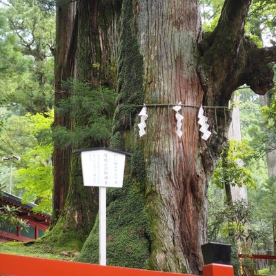 日光二荒山神社の御神木