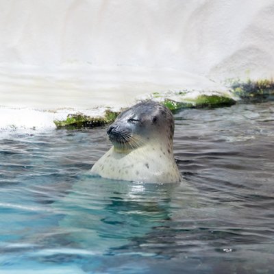 海遊館