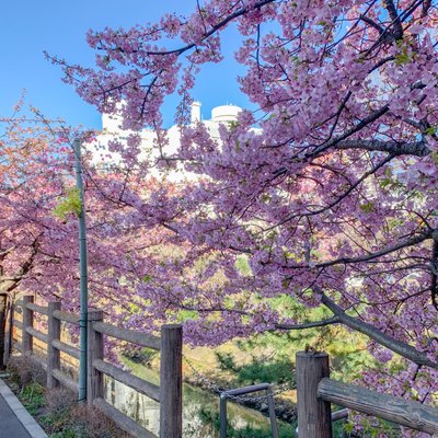 坂川遊歩道