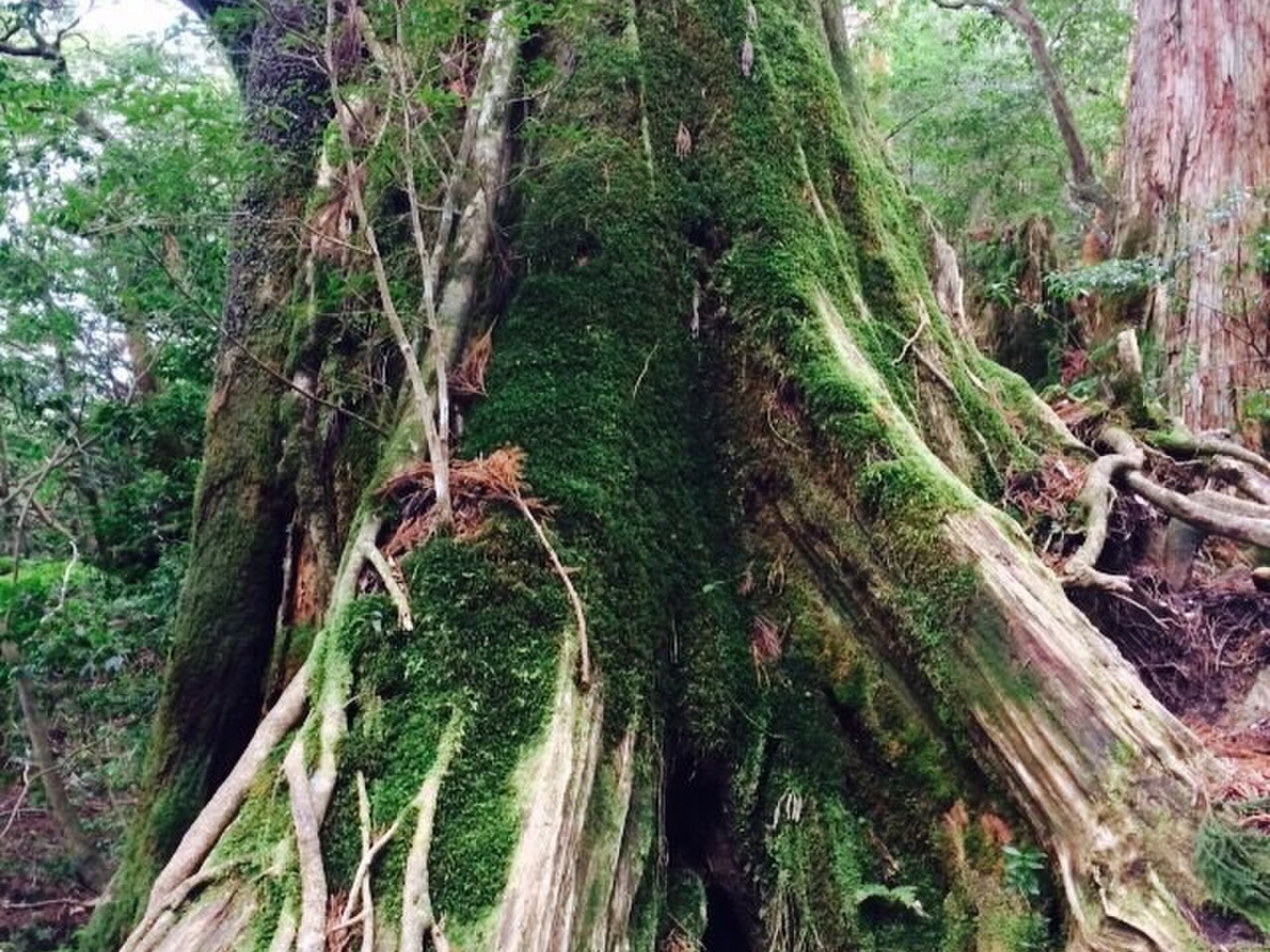 【屋久島はやっぱり綺麗】ベストシーズンは夏！苔が育む生命の島！！