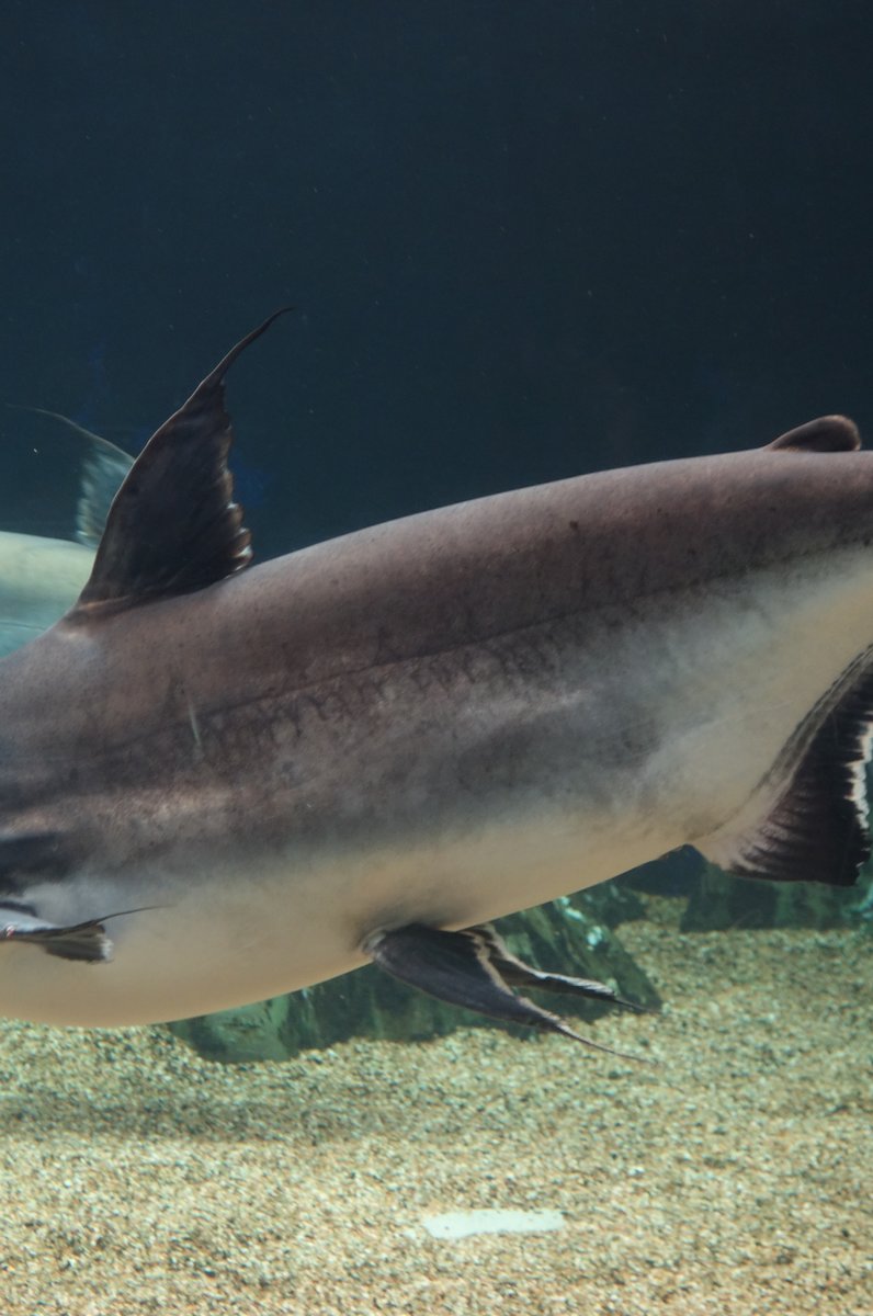 サンシャイン水族館