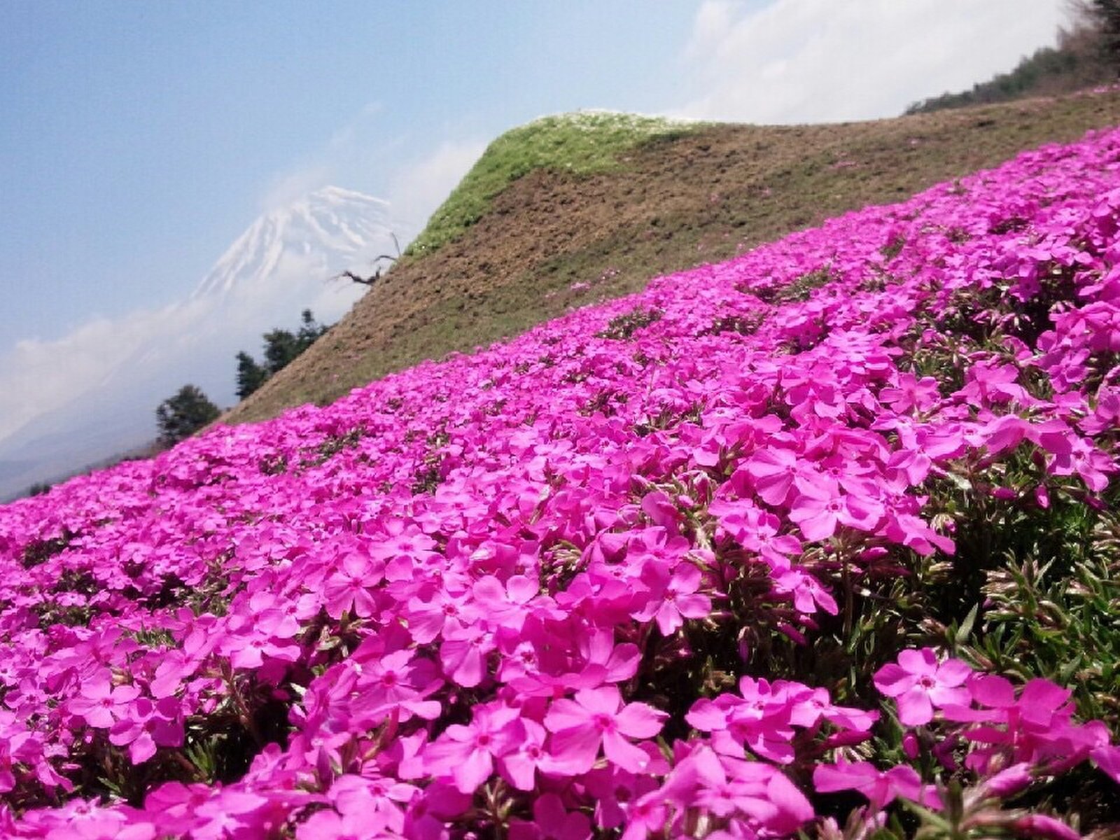 富士芝桜まつり会場