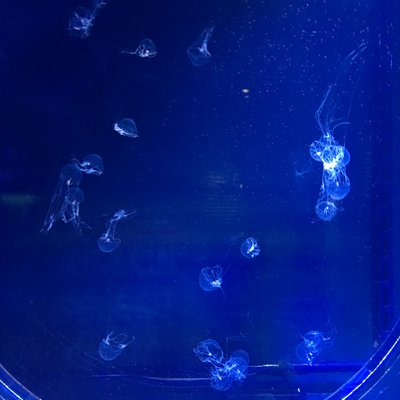 すみだ水族館