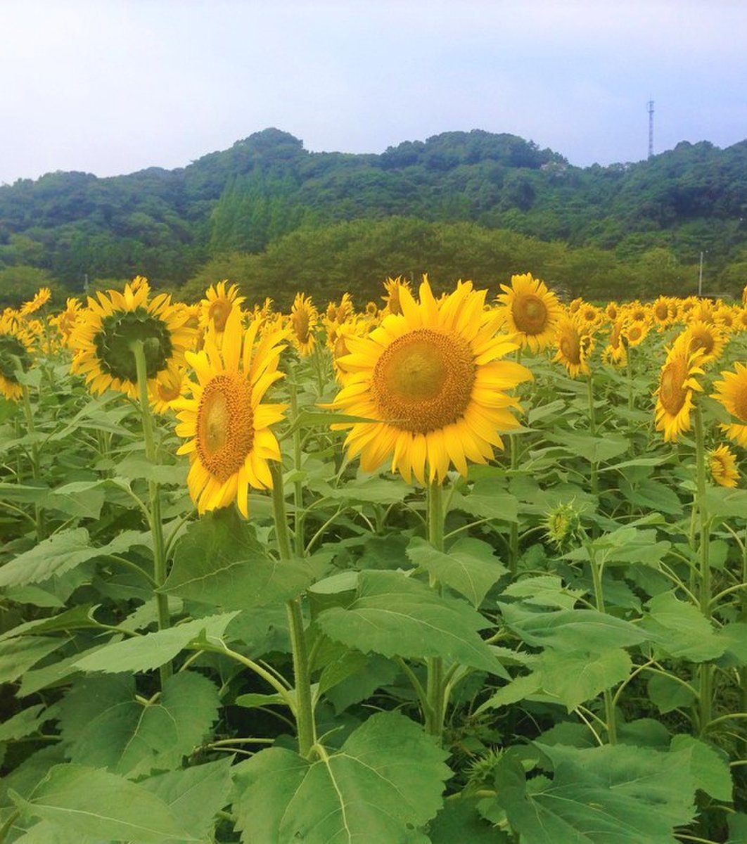 元気な百姓たちのひまわり畑