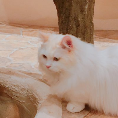 Cat Cafe てまりのおしろ