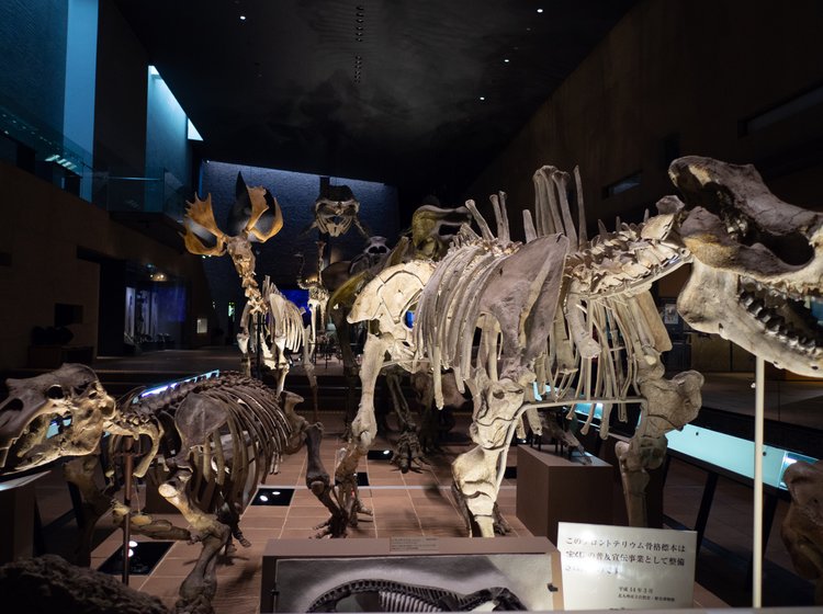 ロマンあふれる古代の旅 北九州 八幡の いのちのたび博物館 のでかすぎスケールで大冒険の気分 Playlife プレイライフ