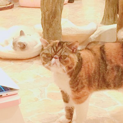 Cat Cafe てまりのおしろ