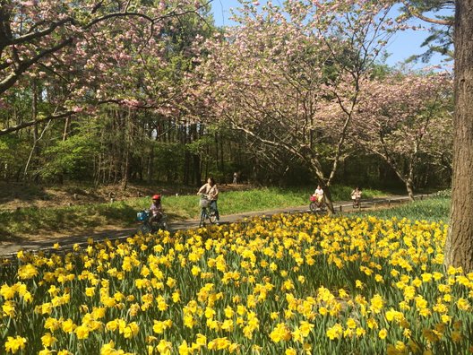 国営ひたち海浜公園