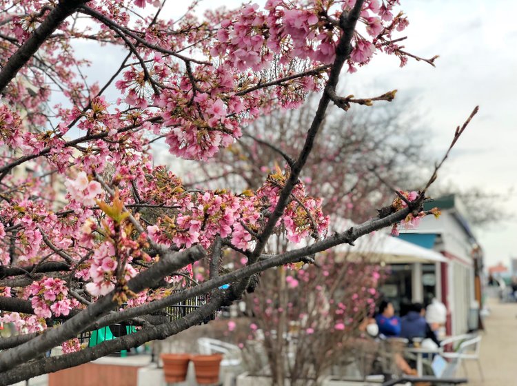 隅田川の桜が見えるカフェ 浅草からスカイツリー 都内おすすめお花見ウォーク Playlife プレイライフ