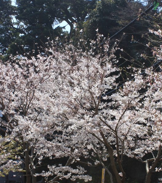 江島神社