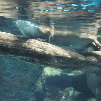 新潟市水族館マリンピア日本海