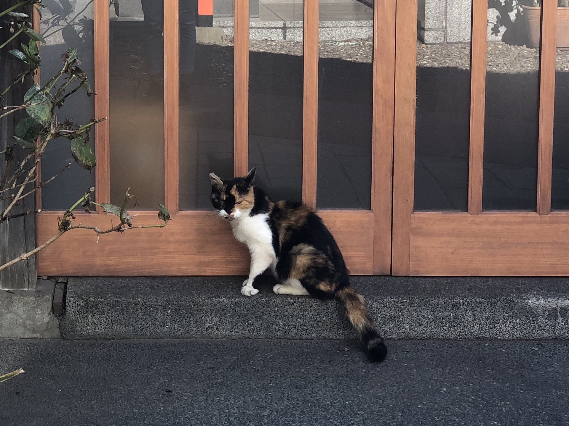 1時間で出来る蔵前さんぽ♡おすすめランチ・カフェ・猫の居る神社巡り‼︎全て徒歩5分以内