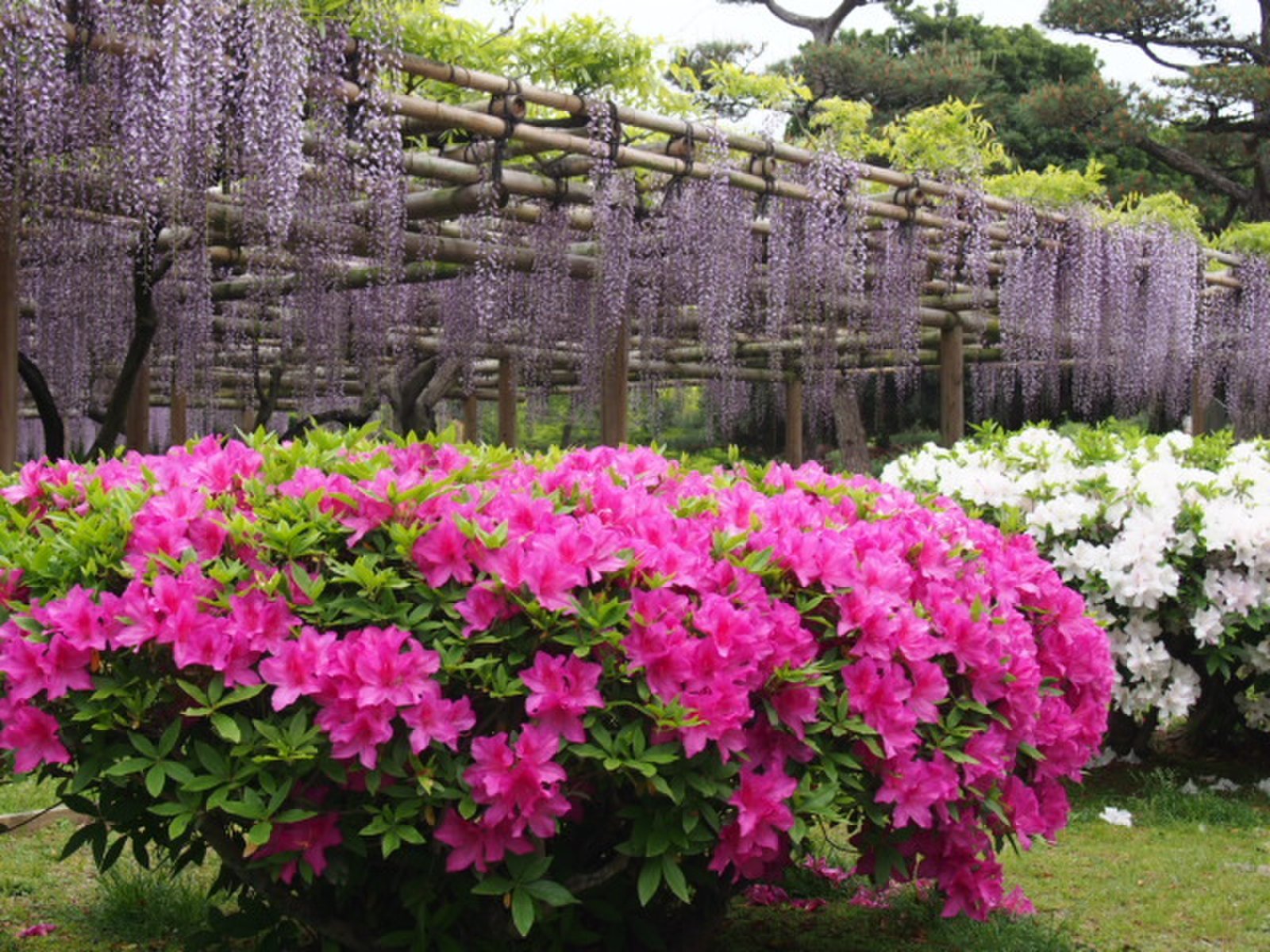 平等院